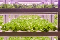 Romaine lettuce grow with Led Light Indoor Farm Agriculture