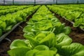 Romaine lettuce growing. Generate Ai Royalty Free Stock Photo