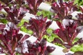 Red romaine lettuce growing in greenhouse