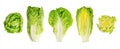 Romaine lettuce hearts, whole and cross sections of cos lettuce heads