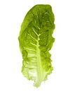 Romaine Lettuce Isolated Royalty Free Stock Photo