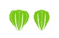 Romaine lettuce. Isolated lettuce on white background. Logo Royalty Free Stock Photo