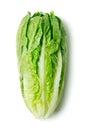 Romaine lettuce Royalty Free Stock Photo