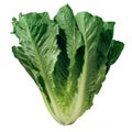 Romaine Lettuce Isolated Royalty Free Stock Photo