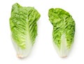 Romaine Lettuce Isolated On White Background Royalty Free Stock Photo