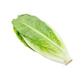 Romaine Lettuce isolated on white,clipping path Royalty Free Stock Photo