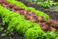 Romaine lettuce at cultivation field Royalty Free Stock Photo