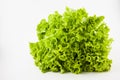 Romaine lettuce Lactuca sativa Royalty Free Stock Photo