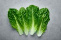 Romaine Lettuce leaves. Background of four green salad leaves. Fresh salad greens. Organic concept backdrop Royalty Free Stock Photo