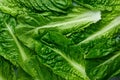 Romaine Lettuce leaves texture. Background of green salad leaves. Fresh salad greens texture. Organic concept backdrop Royalty Free Stock Photo