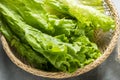 Romaine Lettuce