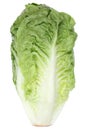 Romaine lettuce side view vegetable isolated on white