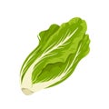 Romaine lettuce, green fresh lettuce leaves to cook healthy summer vegetarian salad