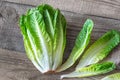 Romaine lettuce close up