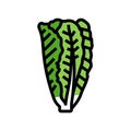 romaine salad food color icon vector illustration