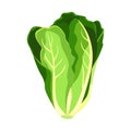 Romaine salad lettuce plant. Nature organic fresh green vegetable leaves