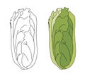 Romaine salad lettuce plant. Nature organic fresh green vegetable leaves. Vegetarian food. Vector illustration isolated
