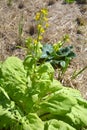 Romaine, spinach, rapeseed flowers, rapeseed and straw in the field