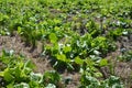 Romaine, spinach, rapeseed flowers, rapeseed and straw in the field