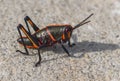 Romalea microptera, known commonly as the eastern lubber grasshopper, Florida lubber. Young nymph stage black and red stripe color Royalty Free Stock Photo