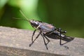 Romalea microptera Romalea microptera black grasshopper in Barataria prerveserve swamp in New Orleans Royalty Free Stock Photo