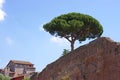 Roman ancient wall with pine Royalty Free Stock Photo