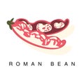 Roman Bean Pod, Infographic Illustration With Realistic Pod-Bearing Legumes Plant And Its Name