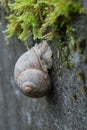 Roman snail (Helix pomatia) on a concrete wall