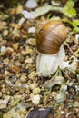 Roman, Burgundian or Edible Snail (Helix pomatia) Royalty Free Stock Photo