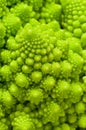 Roman cauliflower. Royalty Free Stock Photo