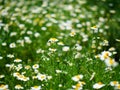 Roman chamomile blooms in the fields in summer Royalty Free Stock Photo