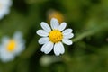 Roman chamomile, Chamaemelum nobile Royalty Free Stock Photo