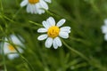 Roman chamomile, Chamaemelum nobile