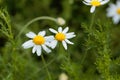 Roman chamomile, Chamaemelum nobile