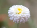 Roman chamomile Royalty Free Stock Photo