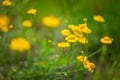 Roman chamomile yellow flowers Royalty Free Stock Photo