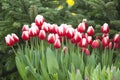 Roman empire red and white tulips Royalty Free Stock Photo