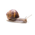 Garden snail goes away