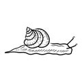 Roman grape snail drawing isolated on white background. Hand drawn vector sketch illustration in doodle line simple engraved style Royalty Free Stock Photo