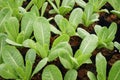 Roman lettuce planting crop at harvesting stage