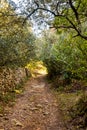 Roman and medieval path in the woods Royalty Free Stock Photo