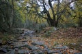 A Roman road through the forest in an autumn landscape with a tree on the background. Location Rascafria, Madrid, Spain