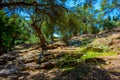 Roman ruins at Mon Repos estate at Corfu, Greece