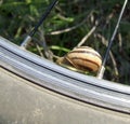 Roman snail and bicycle wheel