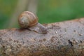 Roman snail helix pomatia Royalty Free Stock Photo