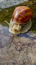 Roman snail, Helix pomatia, Burgundy snail, edible snail or escargot navigating a puddle Royalty Free Stock Photo