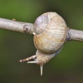Roman Snail Helix pomatia