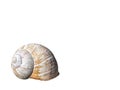 Roman Snail shell isolated on white Royalty Free Stock Photo