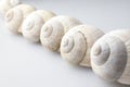 Roman snail shells Royalty Free Stock Photo