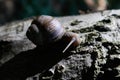 Roman snail on tree close up